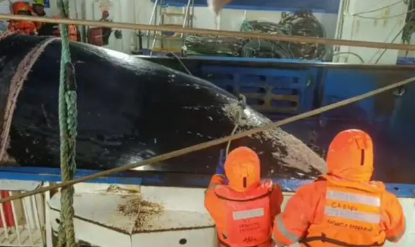 buque chileno ballena