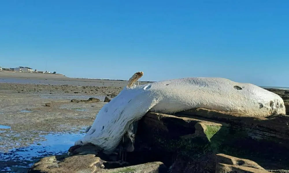 Cachalote muerto Playa Magagna