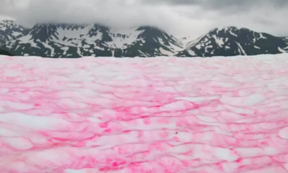 Nieve Rosa