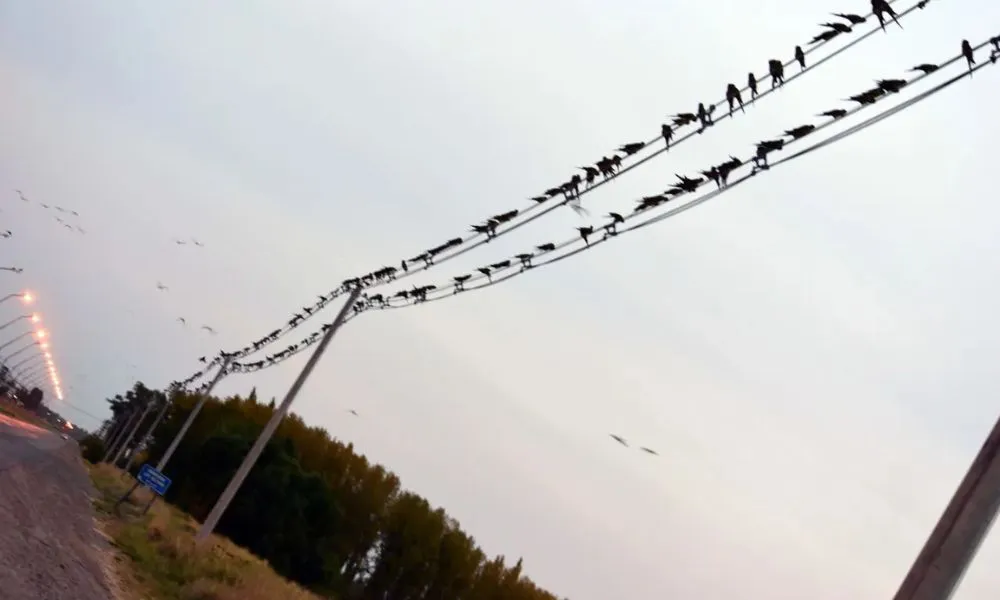 Bandada de loros en cables de energía Imagen ilustrativa ocurrida en Río Negro