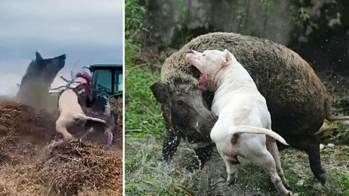 Dogo argentino utilizado para la caza de jabalíes