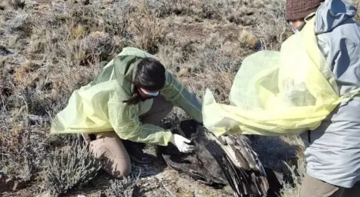 condor envenenado