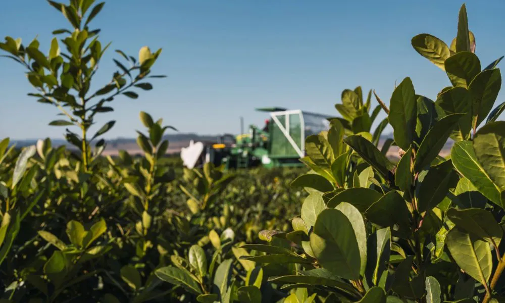 Yerba mate. Foto Cooperativa Liebig / Dialogue Earth