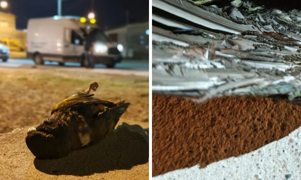 Loros causan corte de energía en Madryn