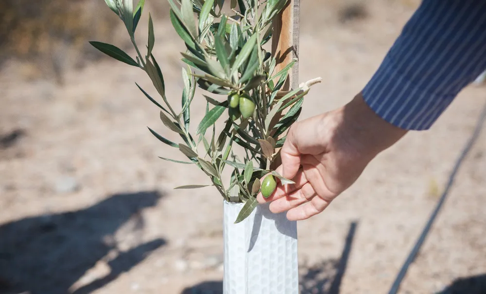 Biss y Mirantes destacaron el potencial agrícola en Rawson al recorrer terrenos que producen olivos y vid (3)