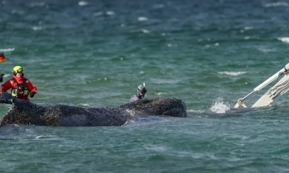 El animal, bautizado como “Timmy”, permanecía varado en aguas del mar Báltico.
