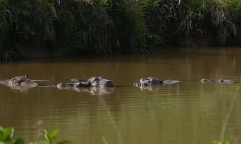 La intervención se concentrará principalmente en la Hacienda Nápoles y zonas cercanas al río Magdalena.