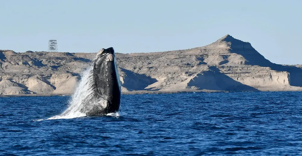 Ballena Franca