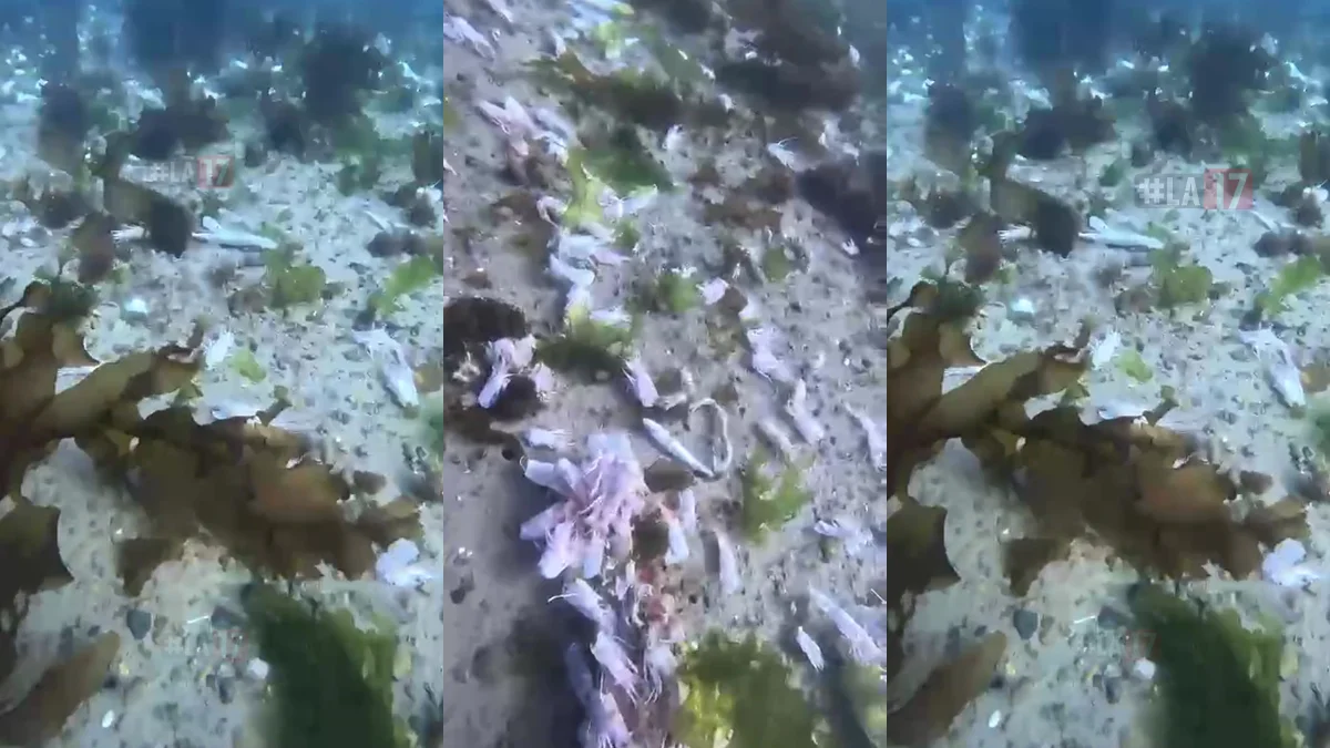 Descartes de pescados en el fondo del mar