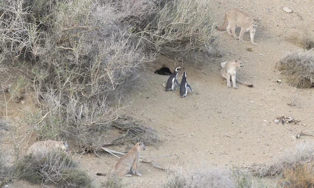 Pumas y Pingüinos