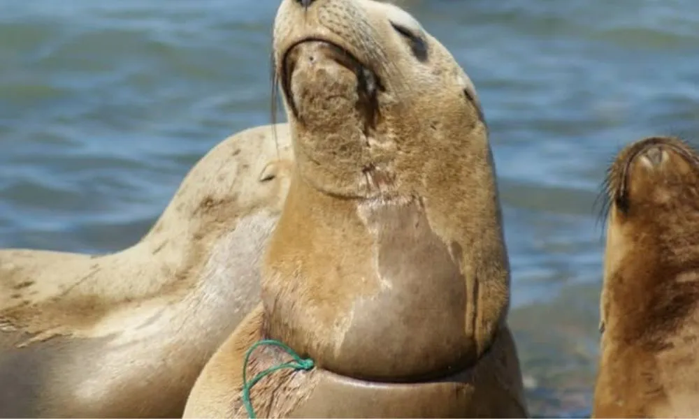 Loba marina enmallada