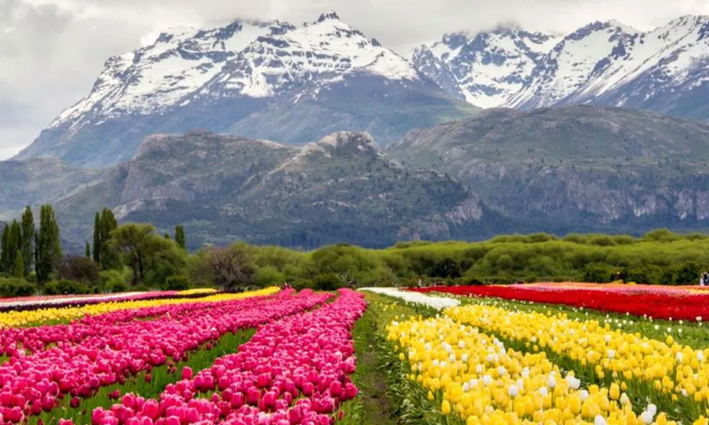 Tulipanes