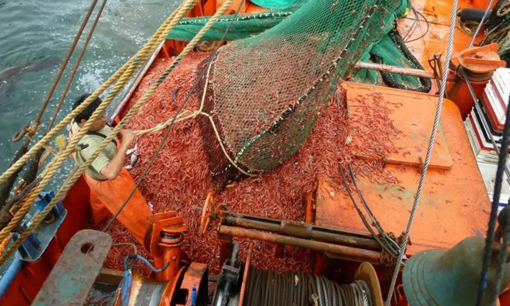 Pesca de langostinos