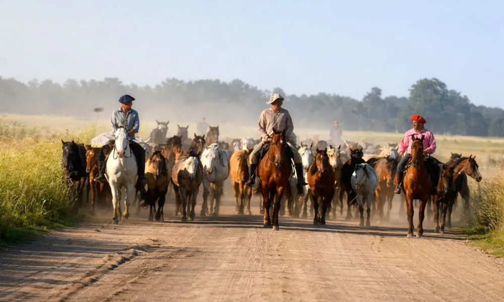 Rescatan a 133 caballos