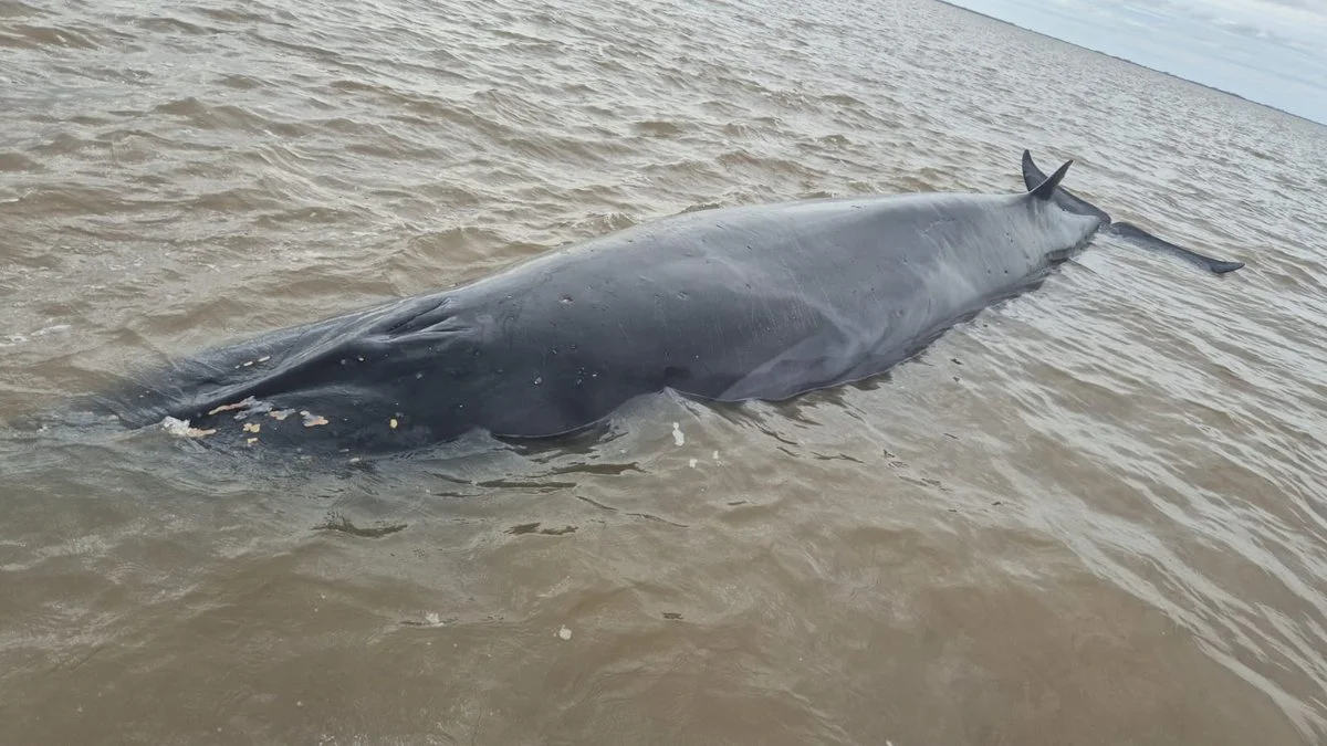 Ballena sei. Foto Infobae