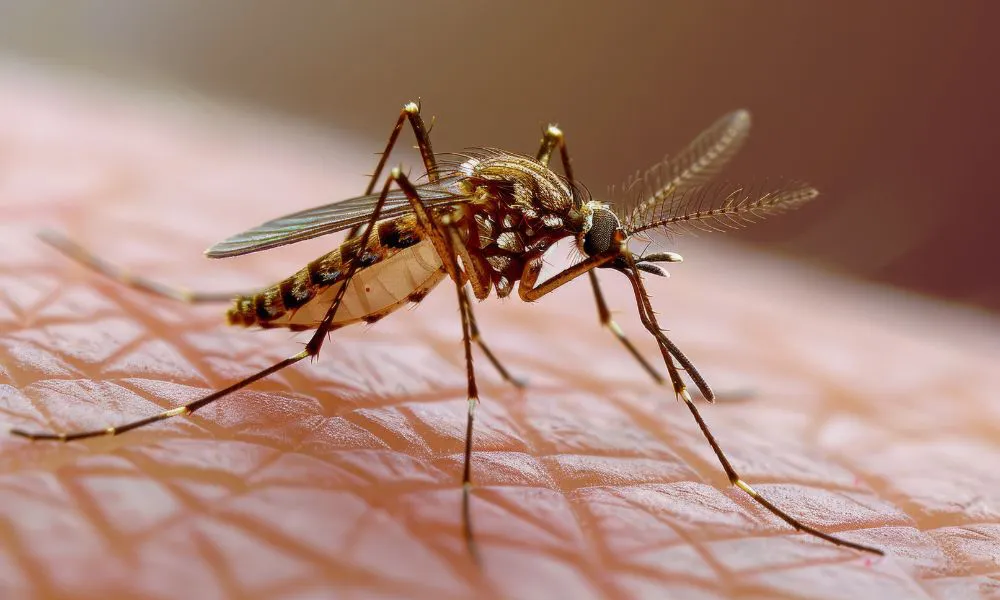 Fiebre amarilla. Foto Freepik