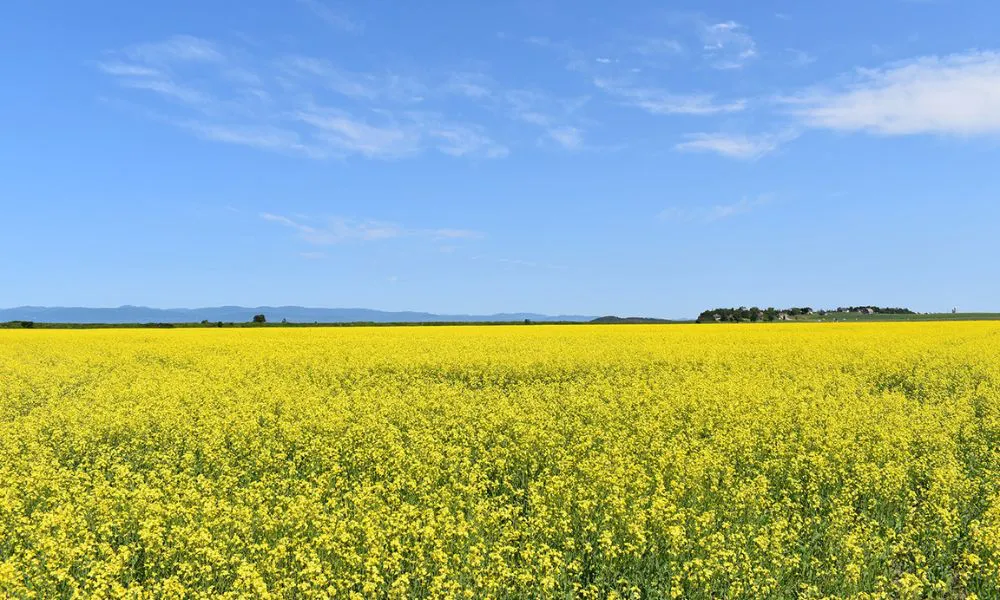 Cultivo de camelina (Foto: Congreso Aapresid)