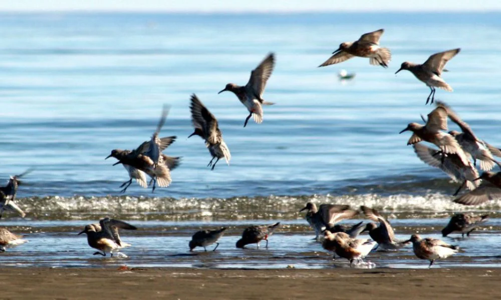 Día Mundial de las Aves Migratorias