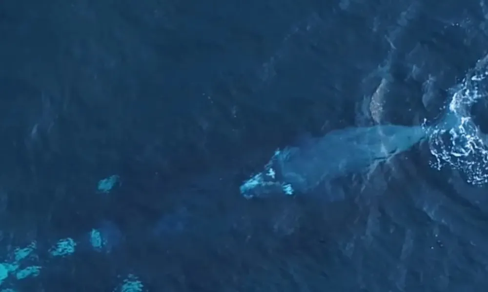 Cría de Ballena