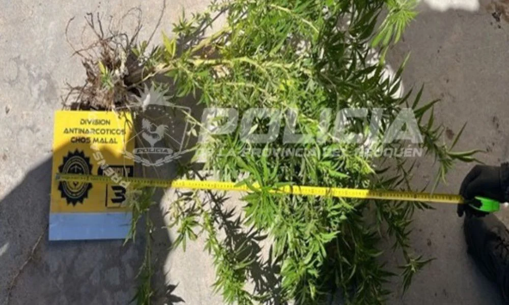 Cannabis descubierto en Chos Malal