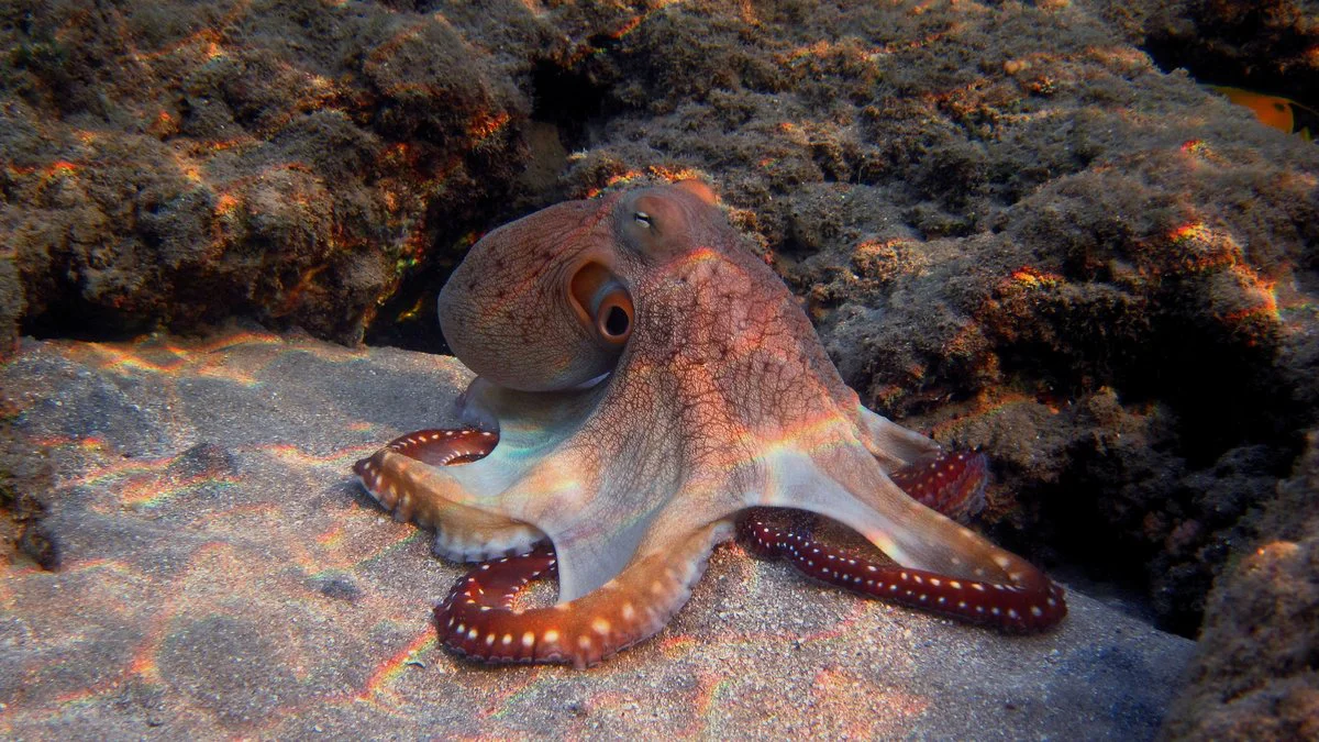 Pulpo. Foto Magnific