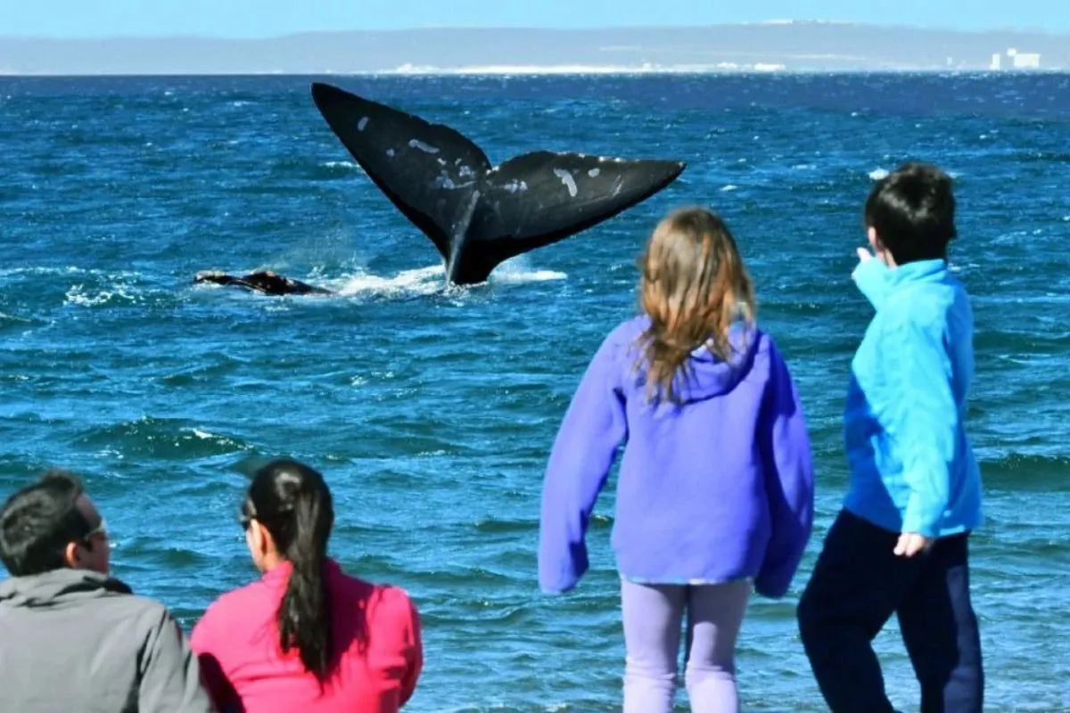 Avistaje costero de Ballenas