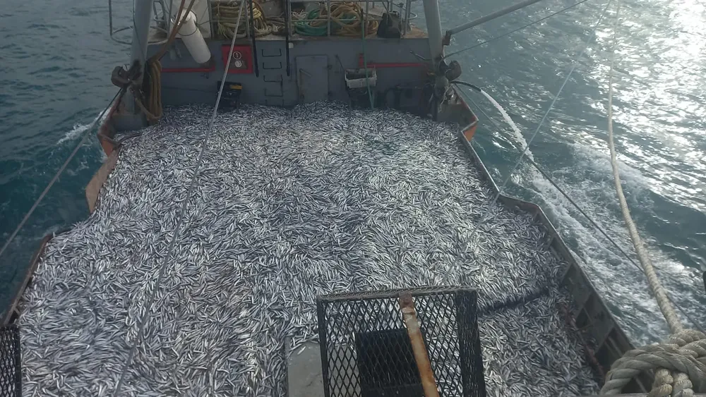 Puerto Rawson alcanzó el récord de captura de anchoíta