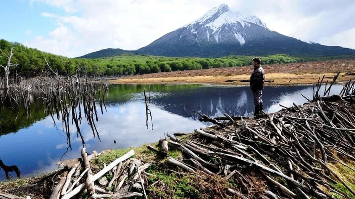 Las represas construidas por los castores modificaron el ecosistema natural. (El Sureño)
