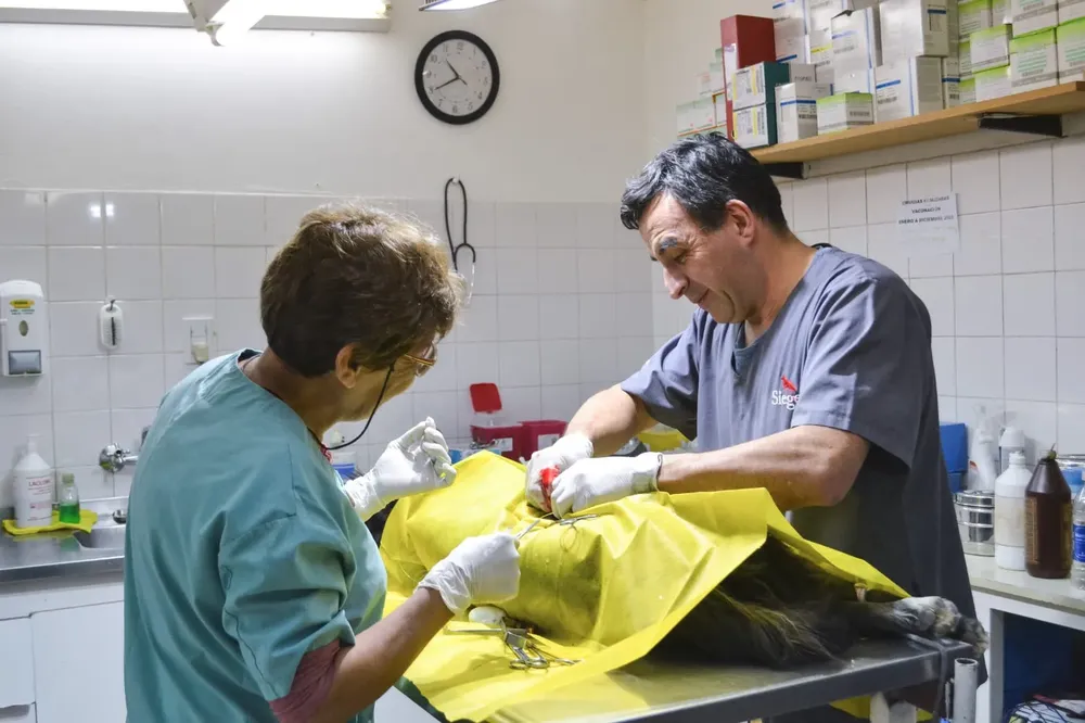 Veterinaria en tu barrio Rawson