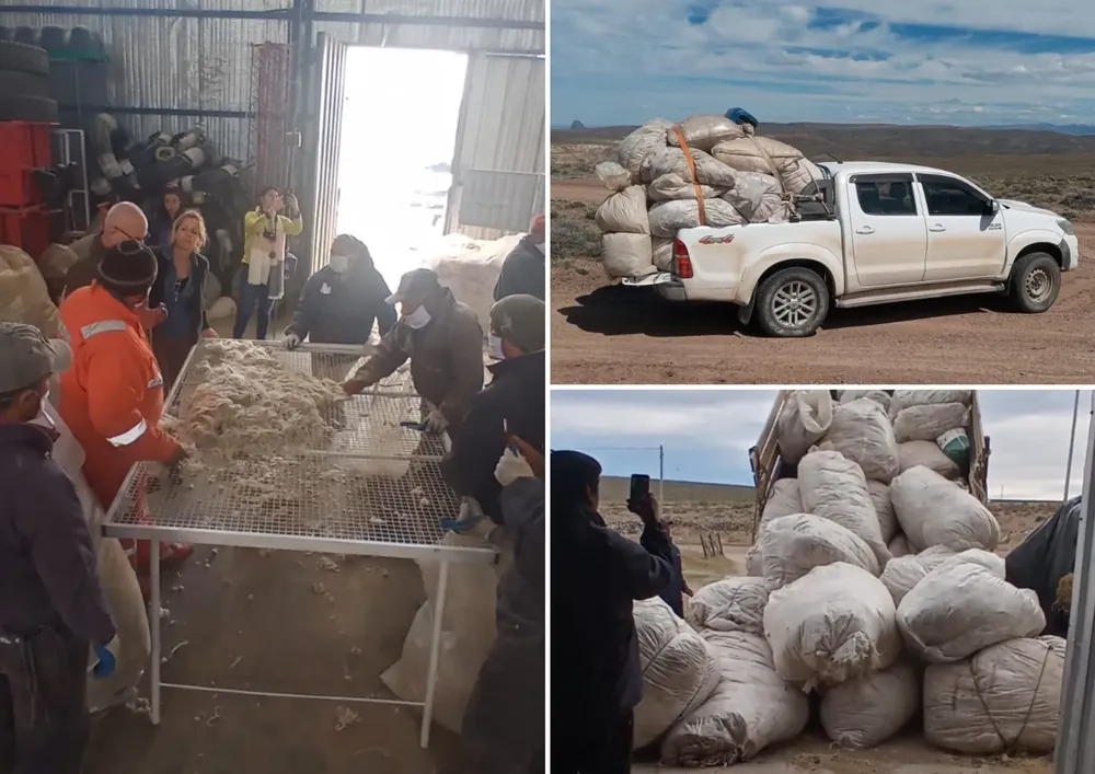Lanas mohair de pequeños productores de Gualjaina