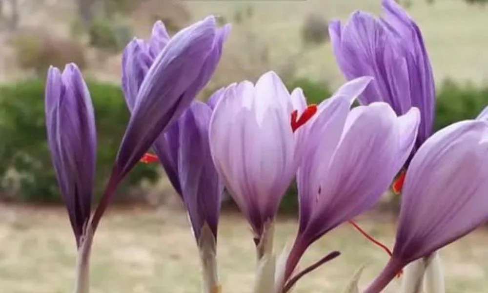 Cosecha de azafrán en Trevelin