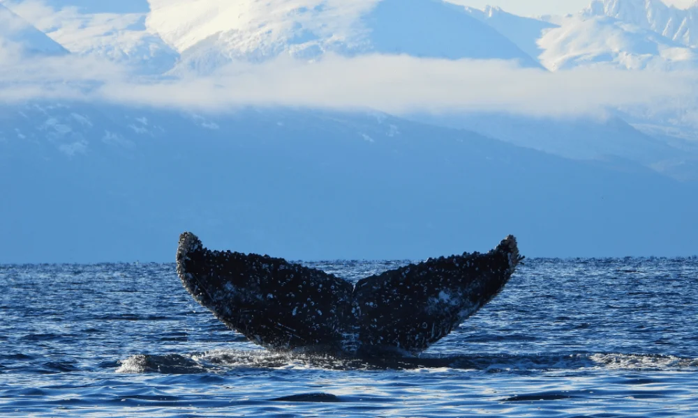 Los estudios en la región se concentran especialmente en la ballena jorobada.