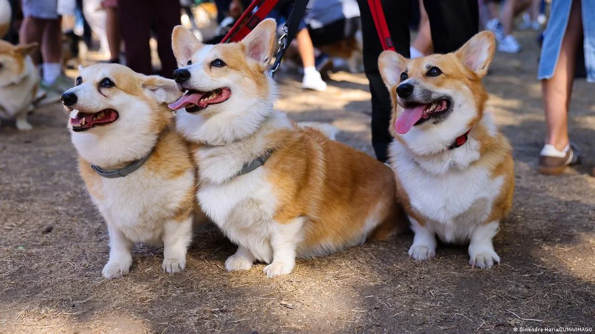 perros