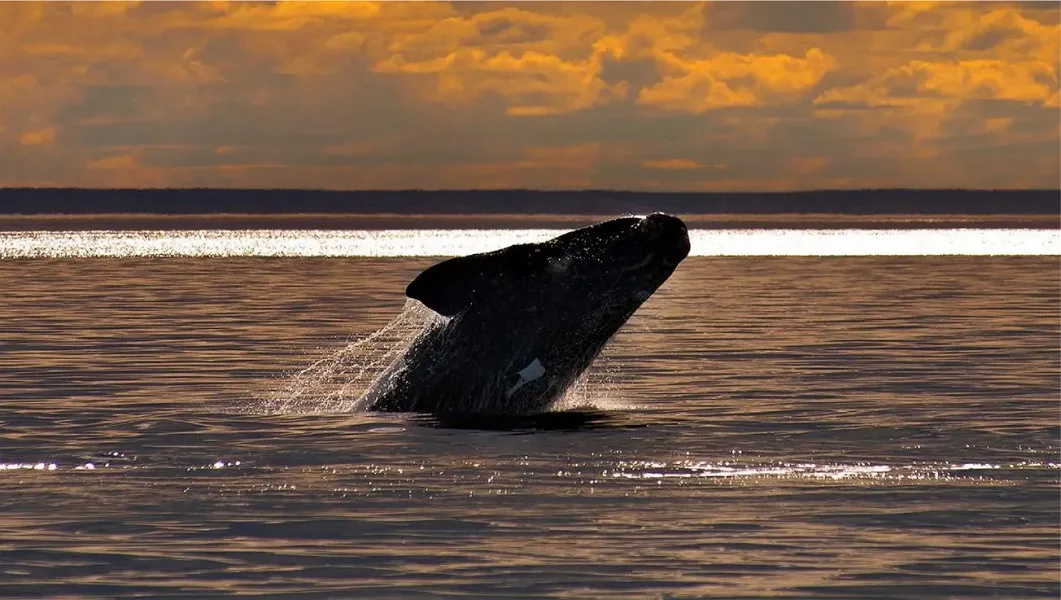 Ballena en Puerto Madryn
