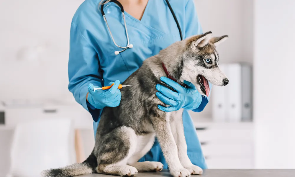 Día del veterinario