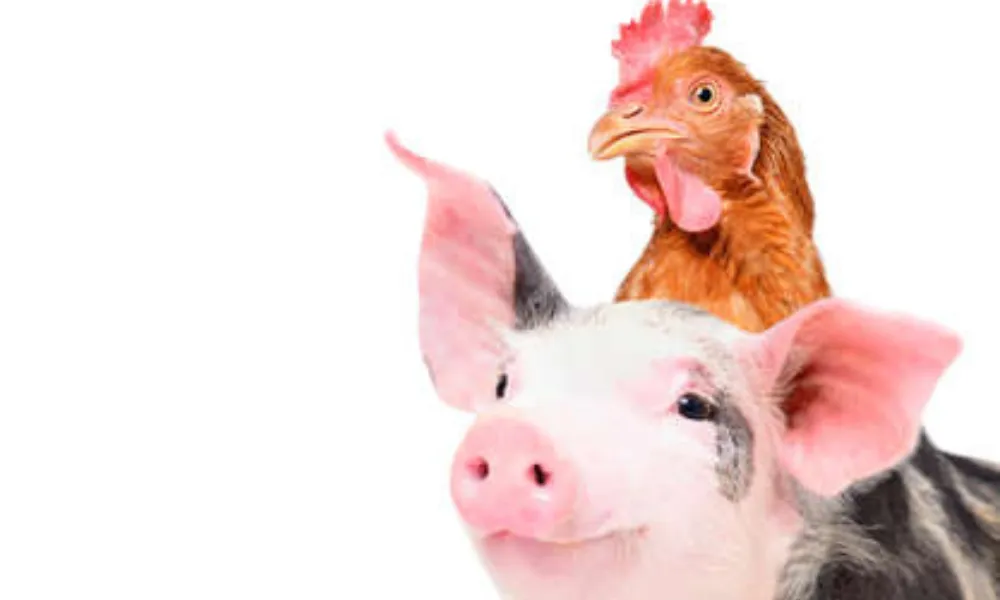 Vacunas para cerdos y aves