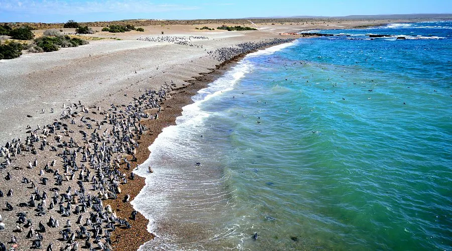 Punta Tombo