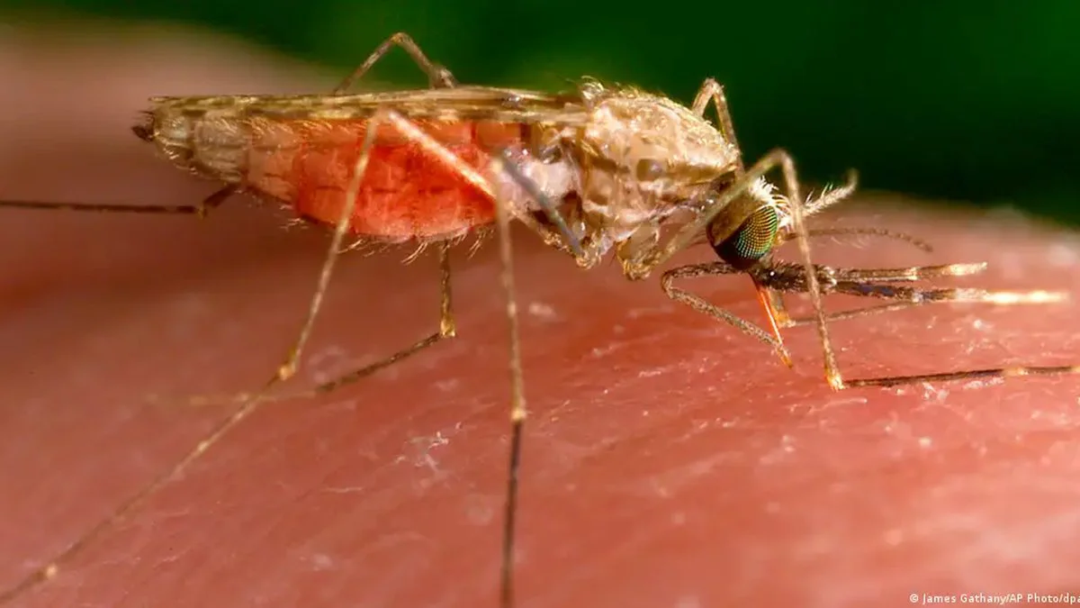 malaria aeroportuaria (DW)