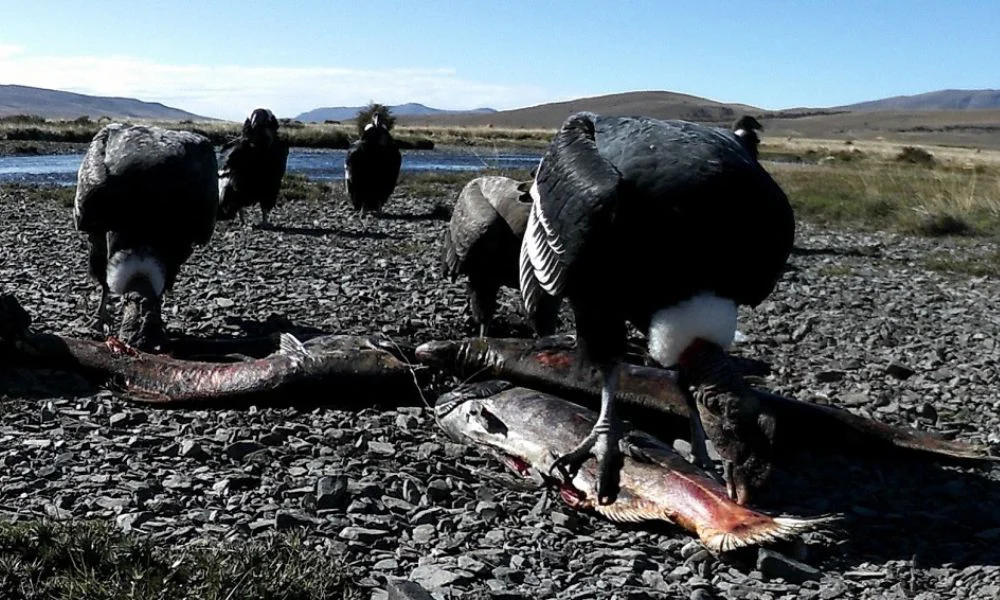 Cóndores comiendo salmón