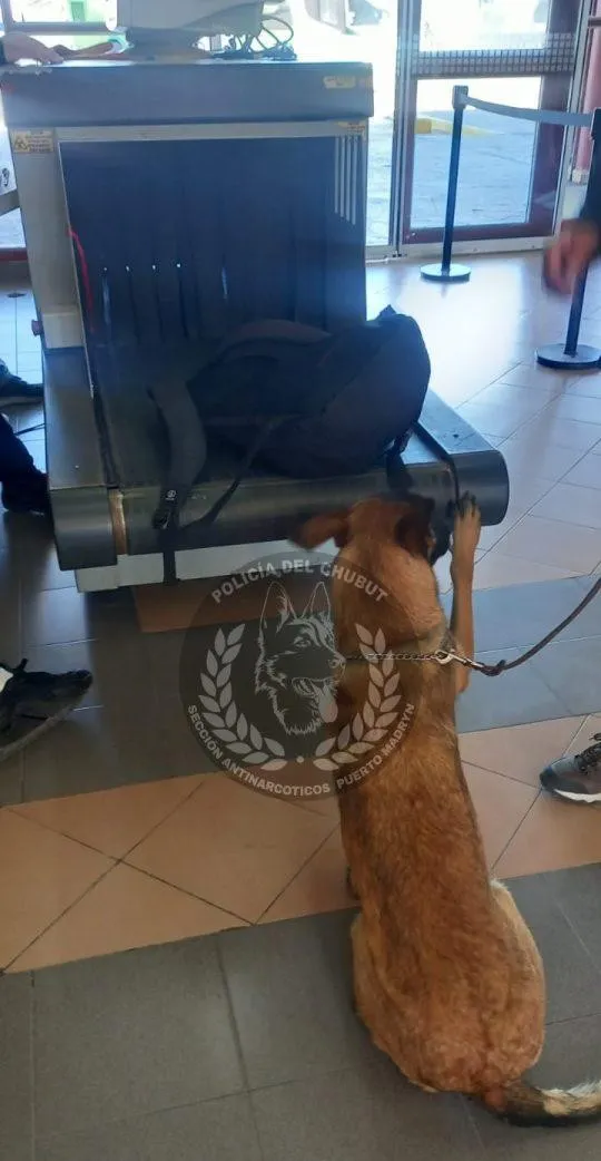 Gala trabajando en el operativo