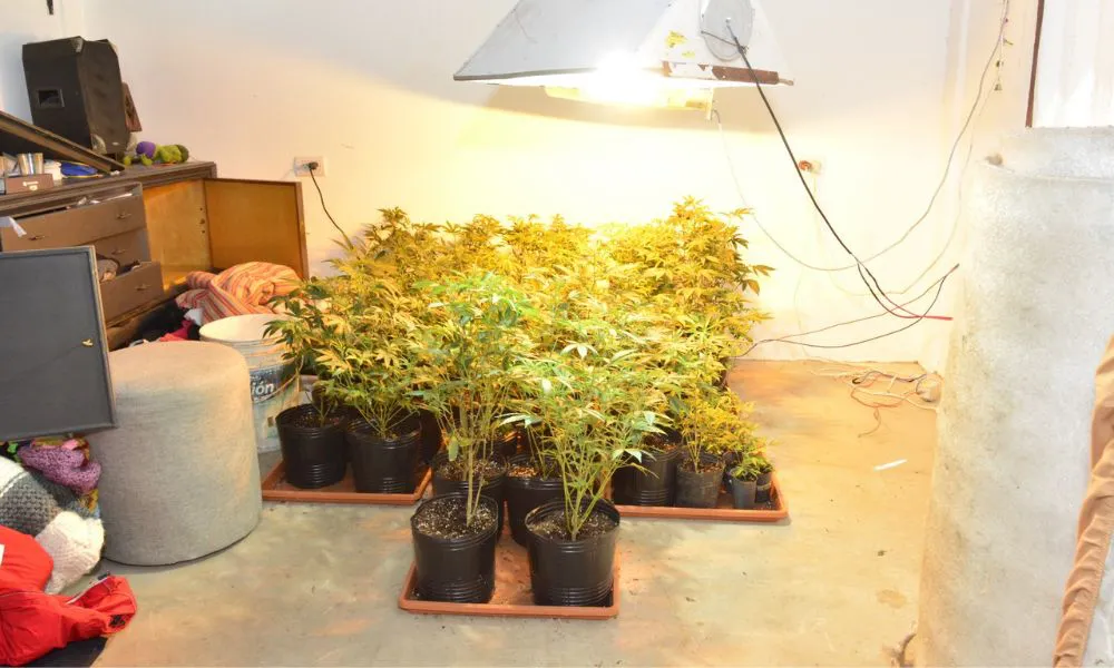 Identifican una organización narcocriminal que era liderada desde la cárcel y detienen a cinco miembros