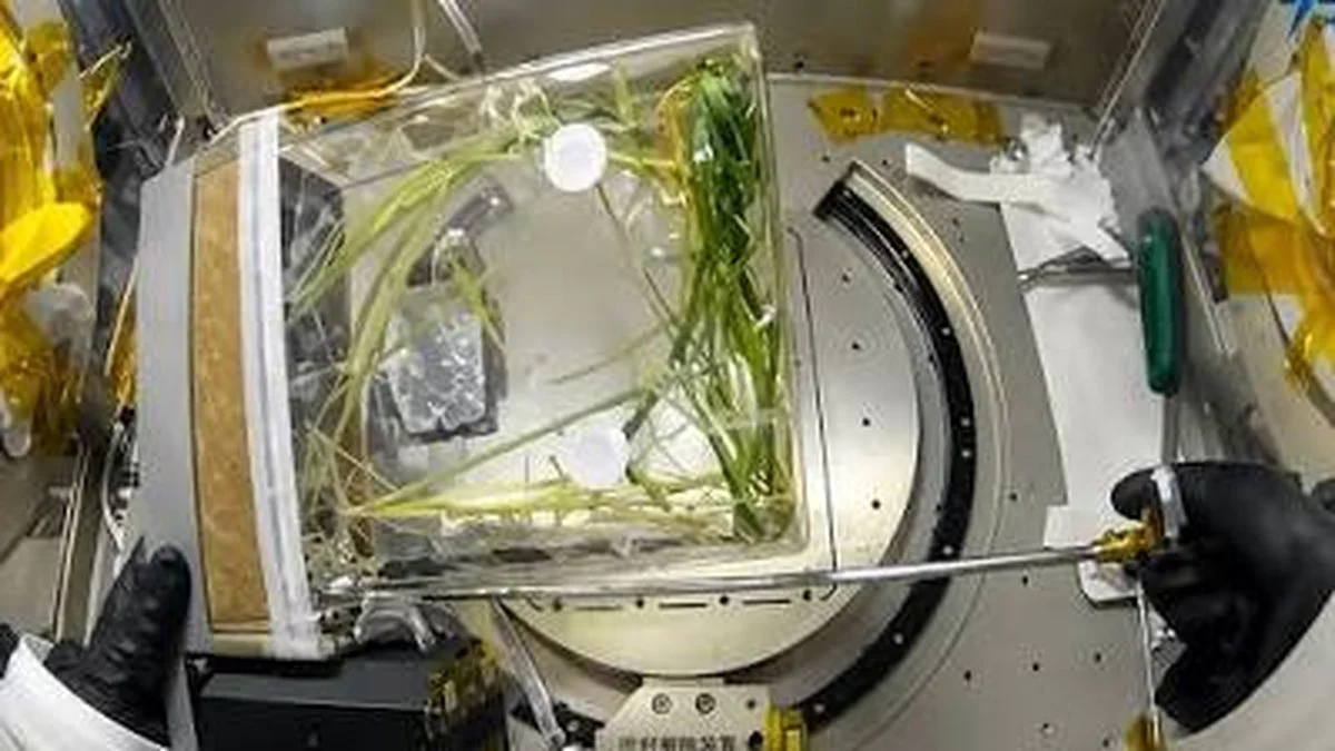 China logra cultivar trigo de segunda generación en el espacio