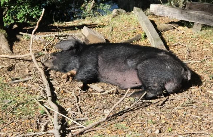 Río Negro impulsará la venta formal de carnes salvajes y se suma a la tendencia regional