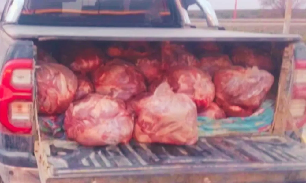Carne de guanaco secuestrada