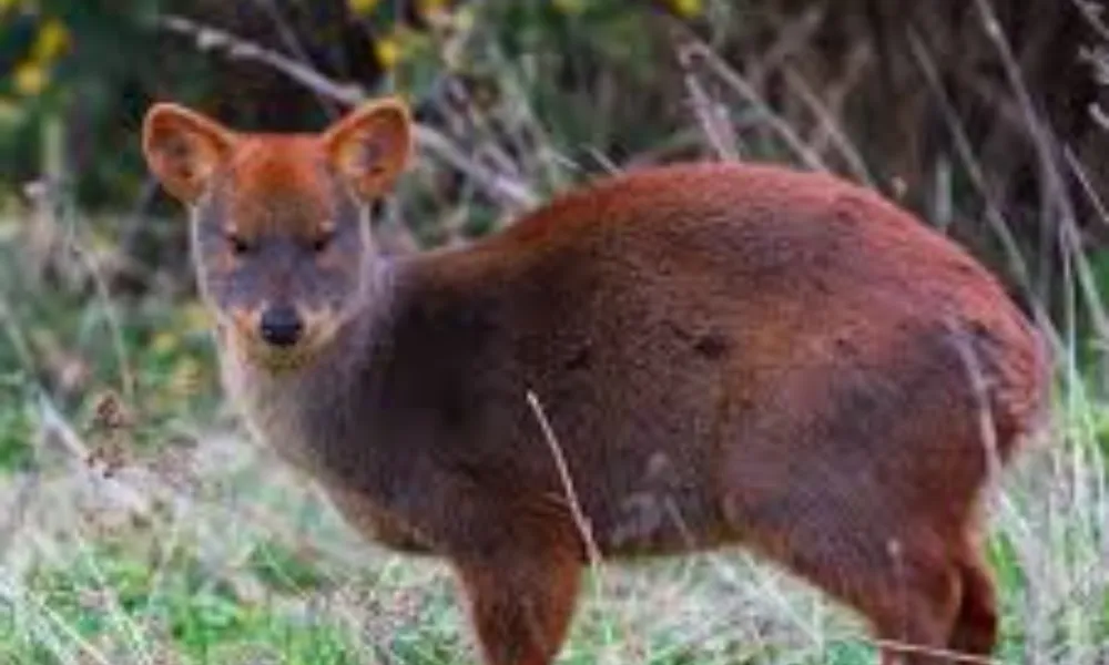 Pudú