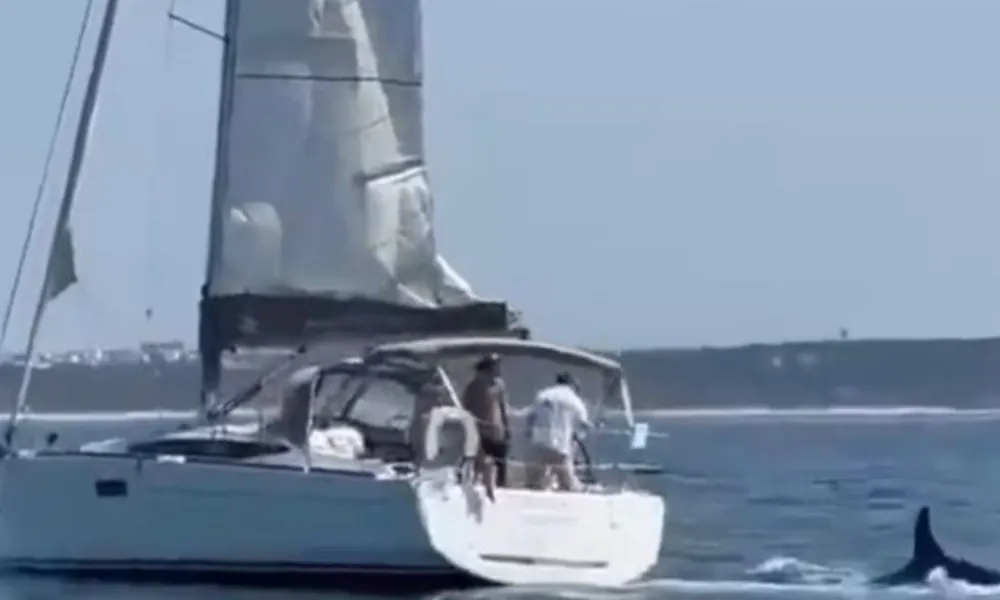 Orcas