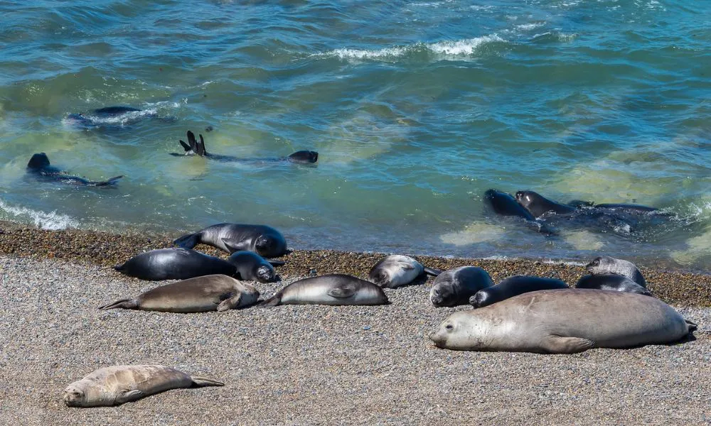 la elvira caleta valdes