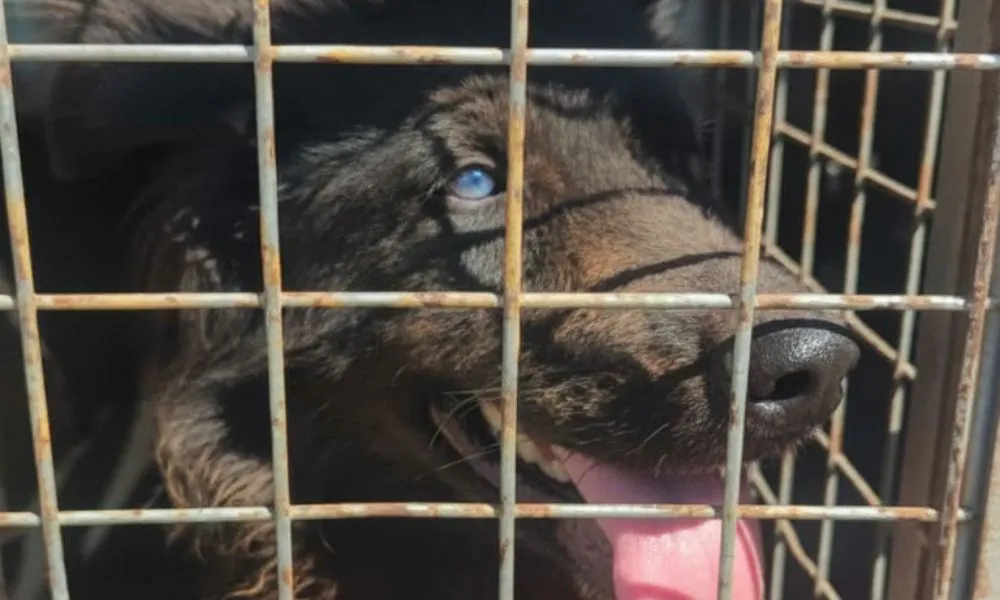 Perro rescatado imagen reeditada digitalmente por LA17