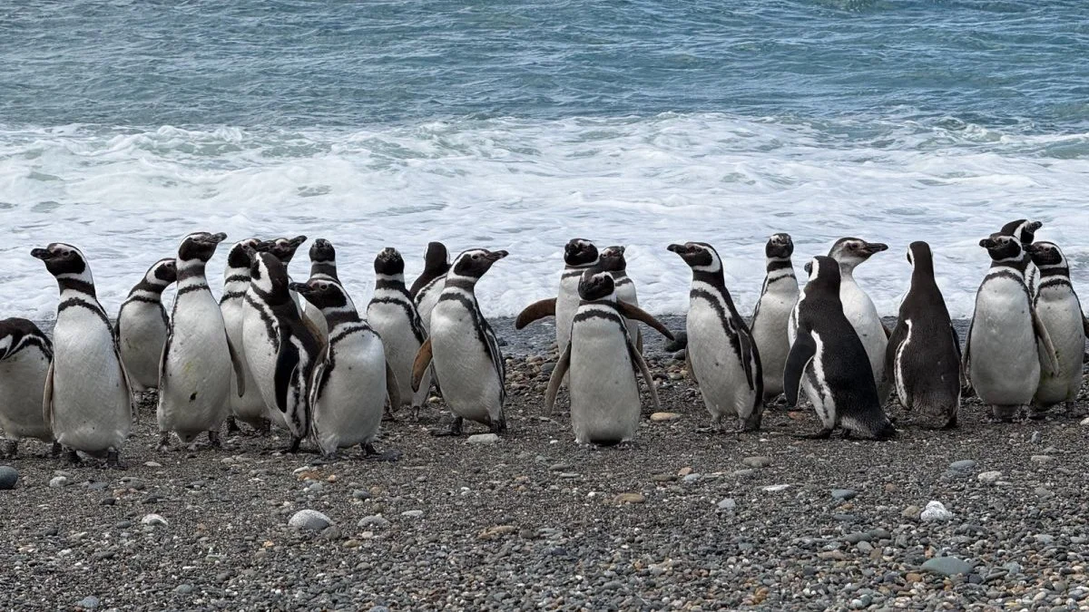 Pinguinos magallanes