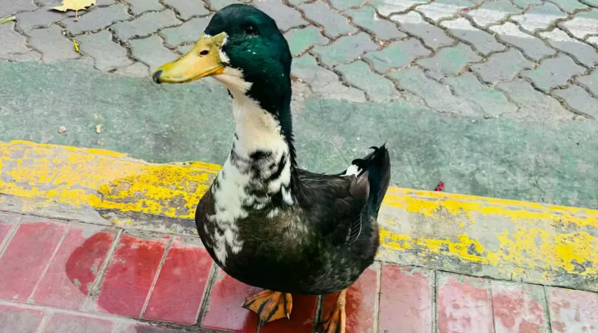 pato desalojado